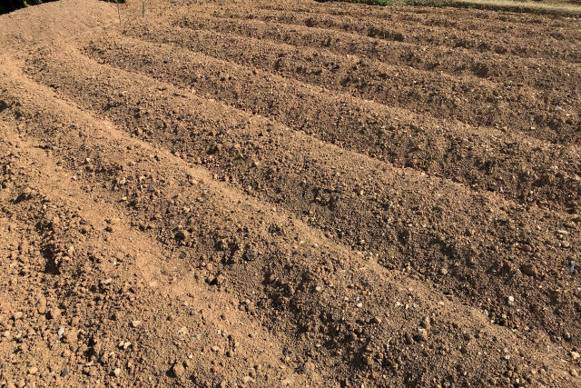 収穫後の土の再生